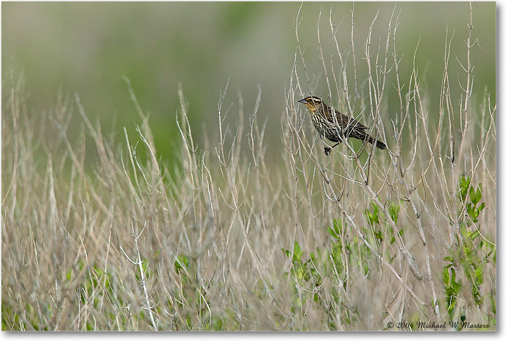 2004May_RedWingBlackbird_ChincoNWR_1FFT5062