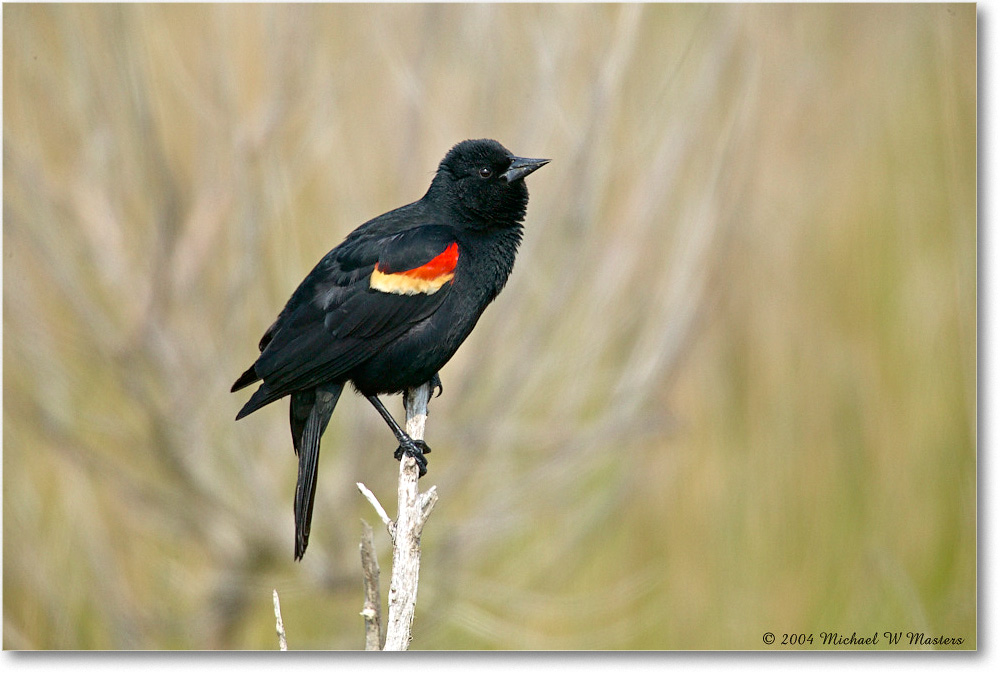 2004May_RedWingBlackbird_ChincoNWR_1FFT5140