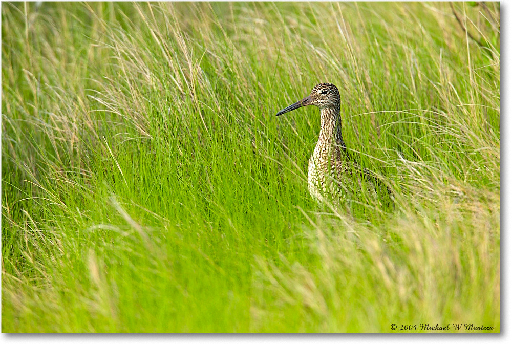 2004May_Willet_Assateague_1FFT5063