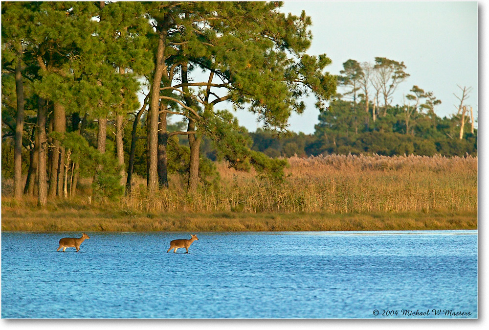 2004Oct_Deer_ChincoNWR-BDP_1FFT6270