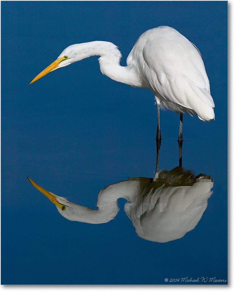 2004Oct_GreatEgret&Reflection_ChincoNWR_1FFT6349