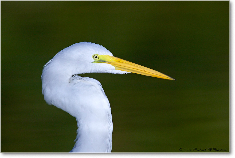 2004Oct_GreatEgret_ChincoNWR_1FFT6666