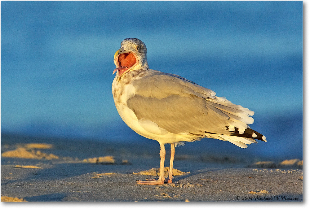 2004Oct_HerringGull_ChincoNWR_Y2F0923