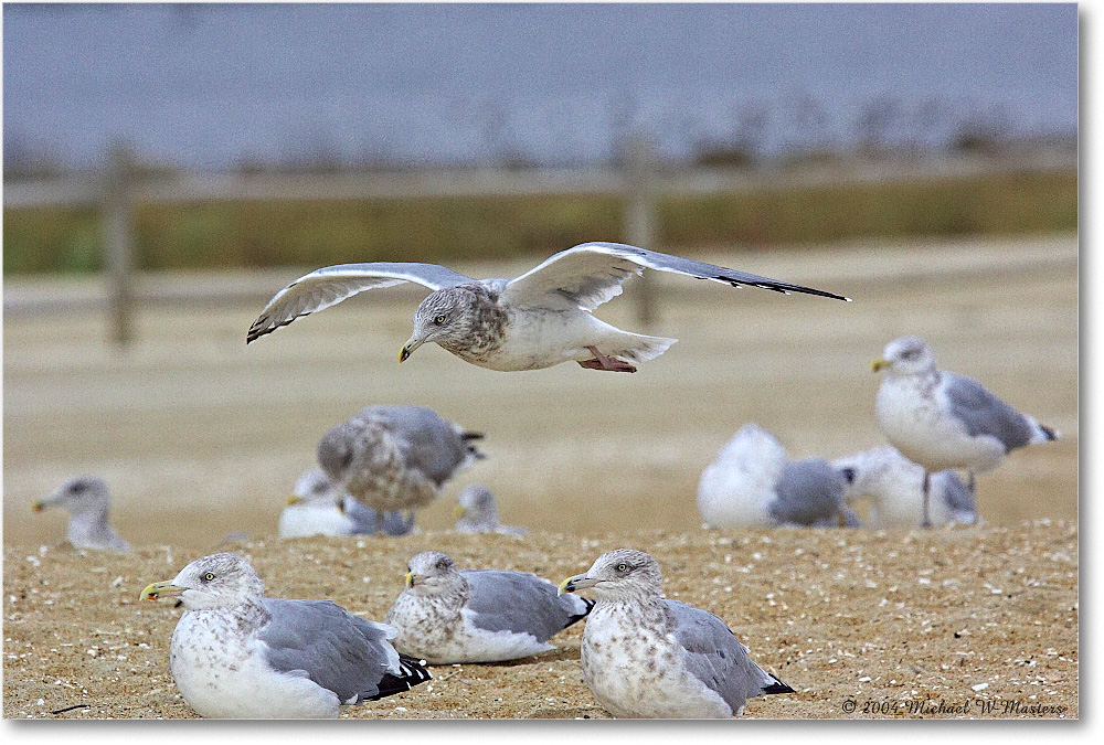 2004Oct_HerringGulls_ChincoNWR_Y2F1821