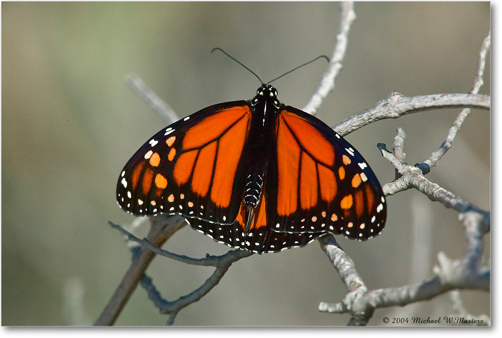 2004Oct_MonarchButterfly_ChincoNWR_1FFT5975