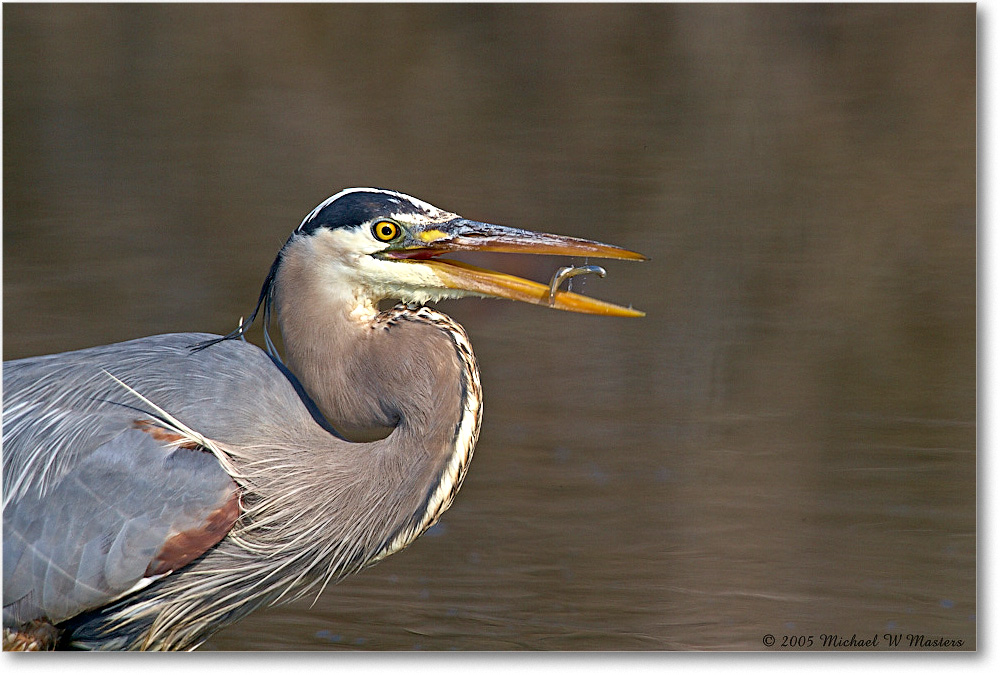 2005Mar_GreatBlueHeron_ChincoNWR-EA_E0K1981