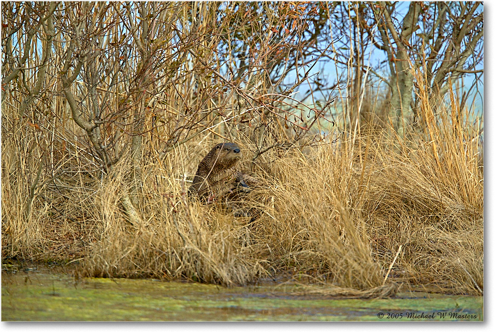 2005Mar_Muskrat_ChincoNWR_1FFT6990