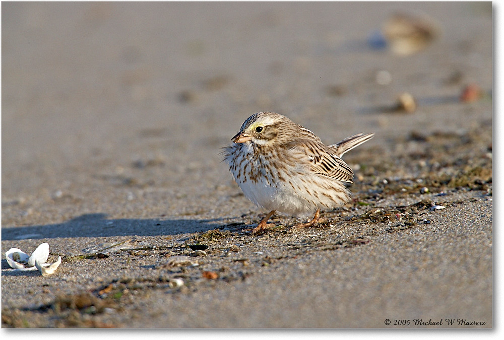 2005Mar_SavannahSparrow(Ipswich)_ChincoNWR_E0K1862