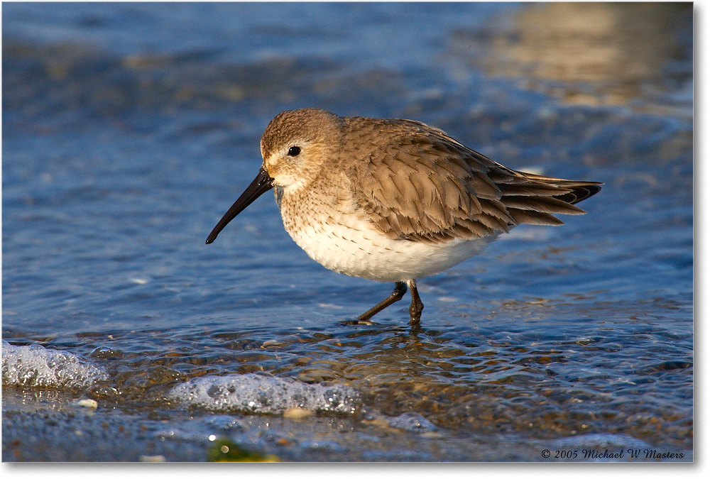 2005Mar_WesternSandpiper_ChincoNWR_E0K1878