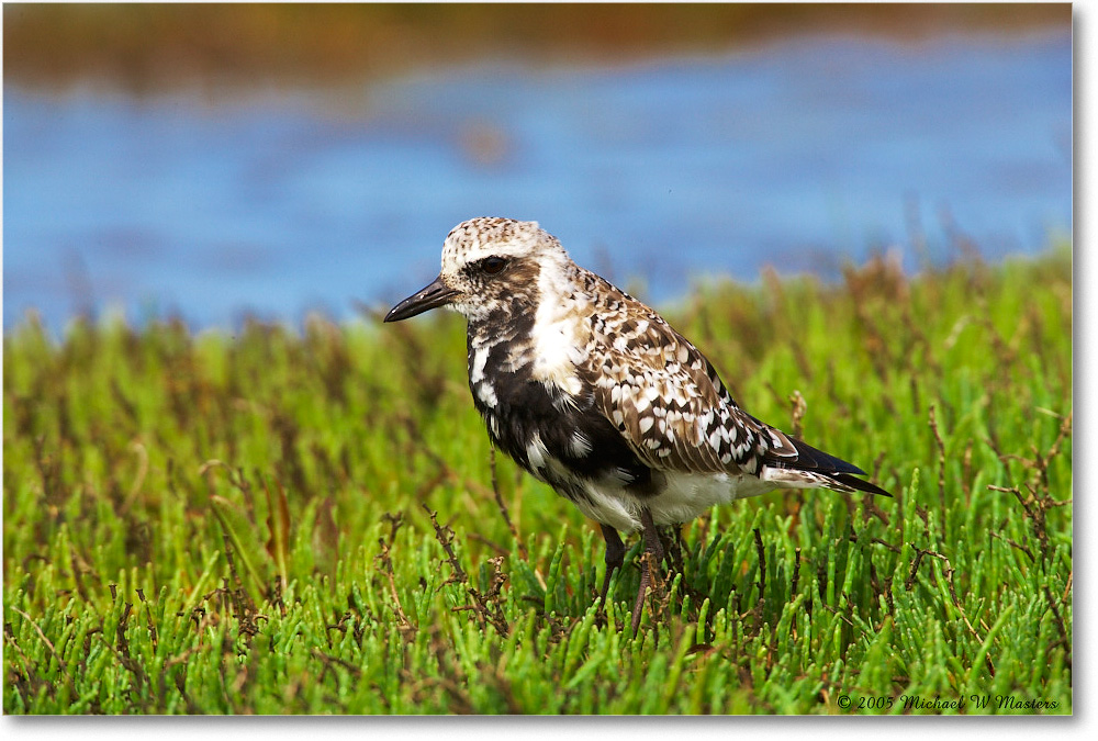 2005May_BlackBellyPlover_Assateague_E0K2856