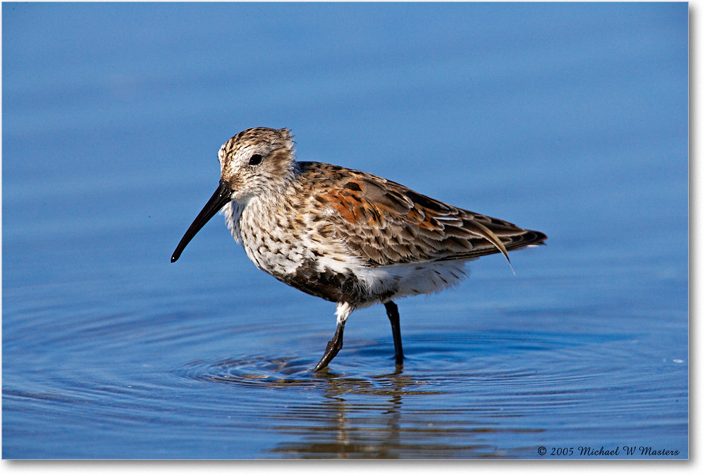 2005May_Dunlin_Assateague-LTC_E0K3395