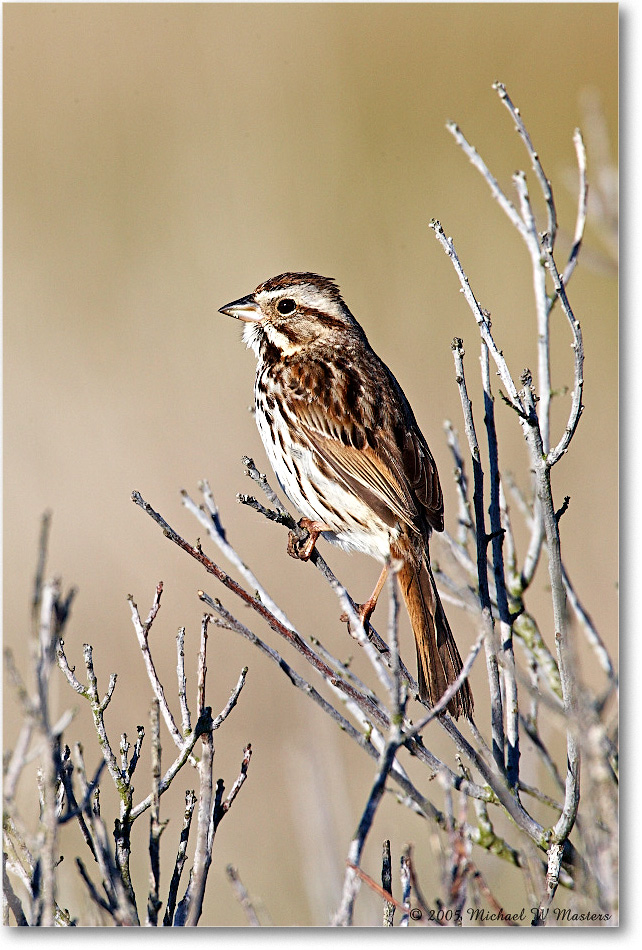 2005May_SongSparrow_Assateague_E0K3255