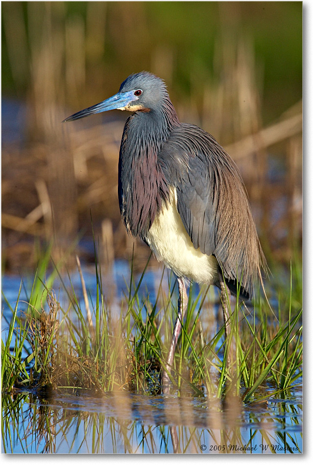 2005May_TricolorHeron_Assateague_E0K3508