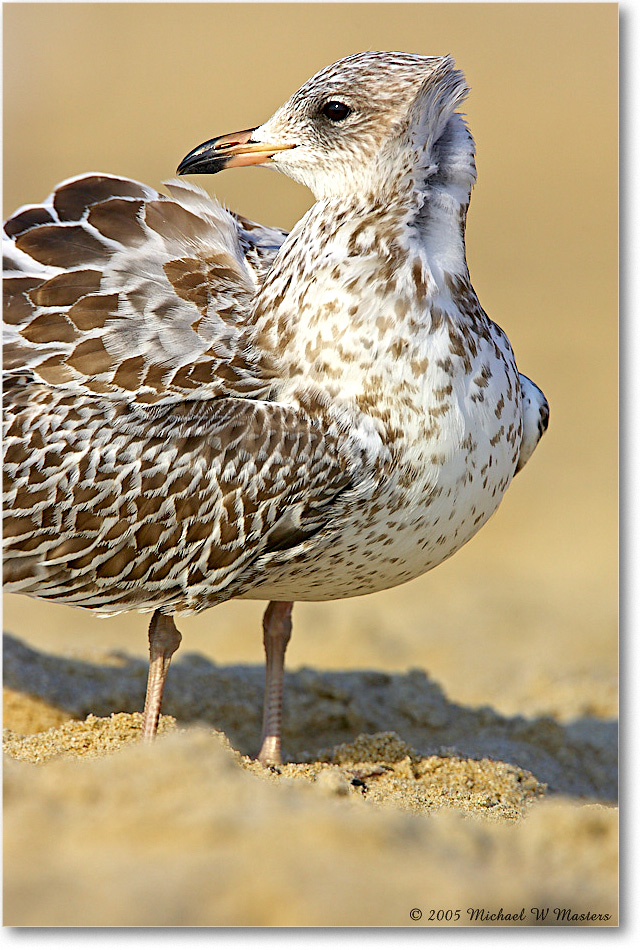 2005Oct_BlackbackGullJuv_Assateague_Y2F5564