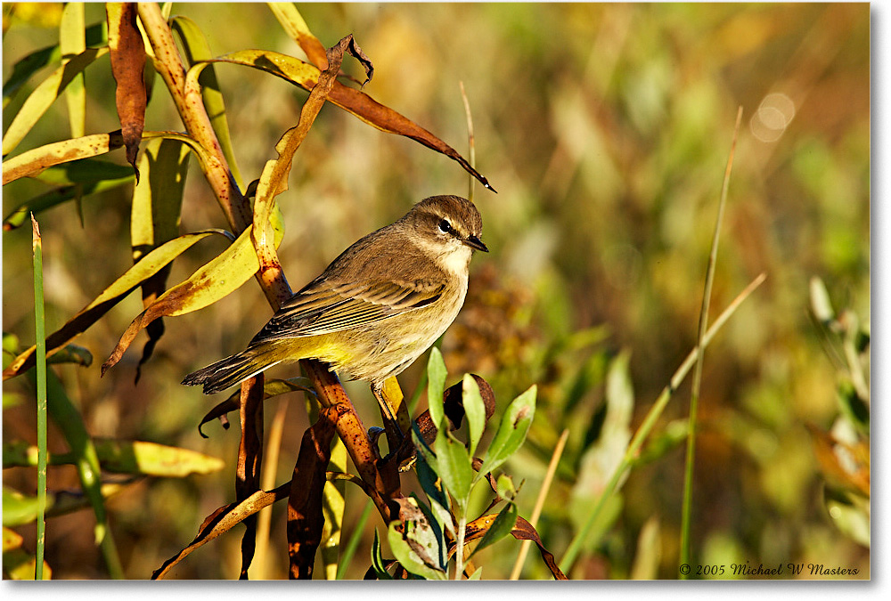 2005Oct_PalmWarbler_ChincoNWR-wll_E0K4427