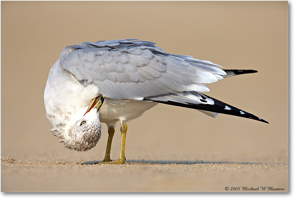 2005Oct_RingbillGull_Assateague_E0K4862