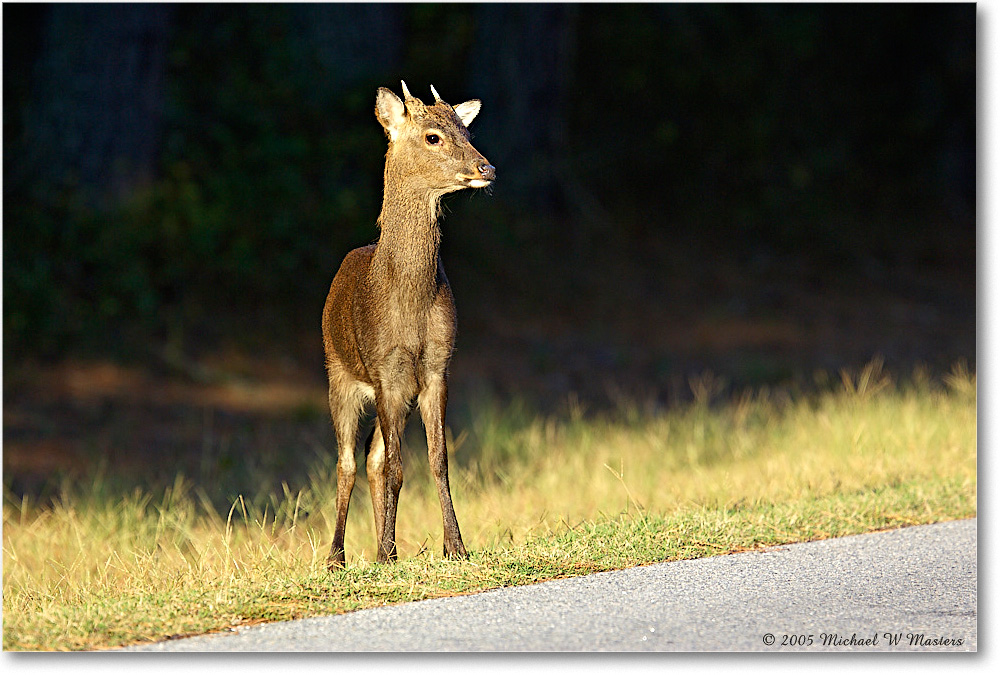 2005Oct_SikaDeer_ChincoNWR-wll_Y2F5129