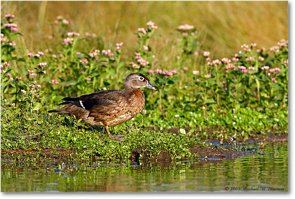 2005Oct_WoodDuckFemale_ChincoNWR-wll_E0K4704