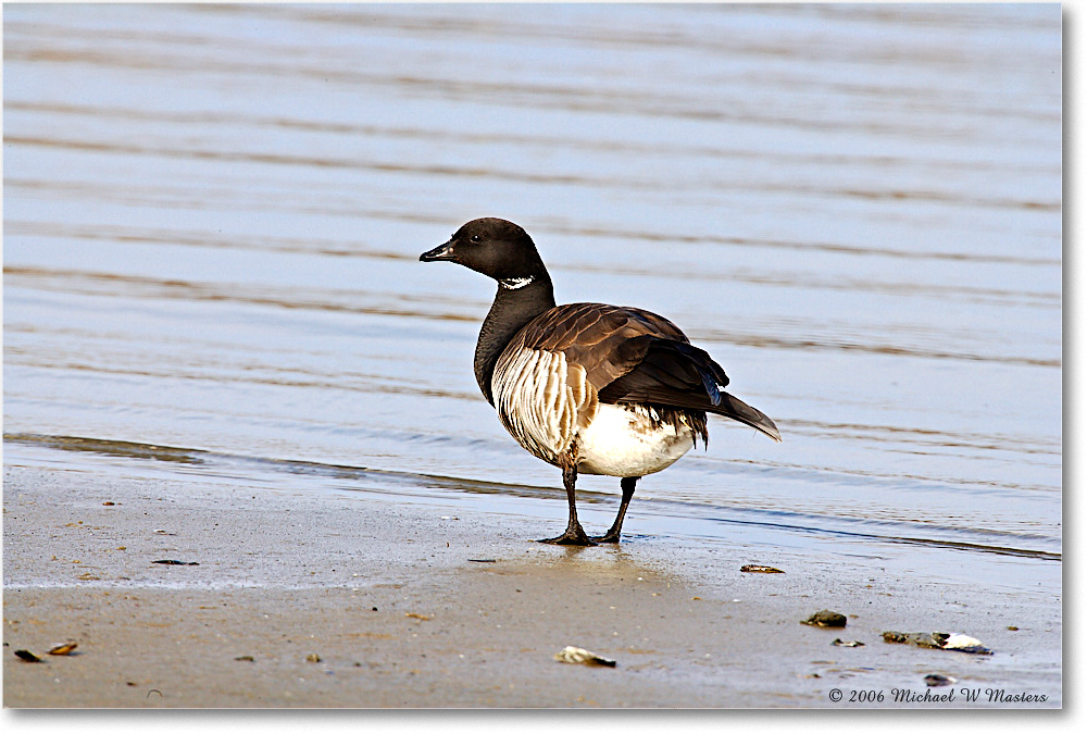 2006Mar_Brant_ChincoNWR_E0K7792