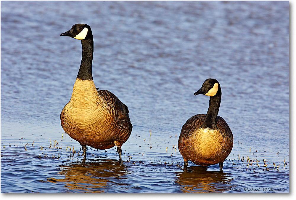 2006Mar_CanadaGeese_ChincoNWR-wll_Y2F7731