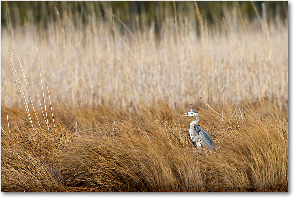 2006Mar_GreatBlueHeron_ChincoNWR-wll_E0K7909