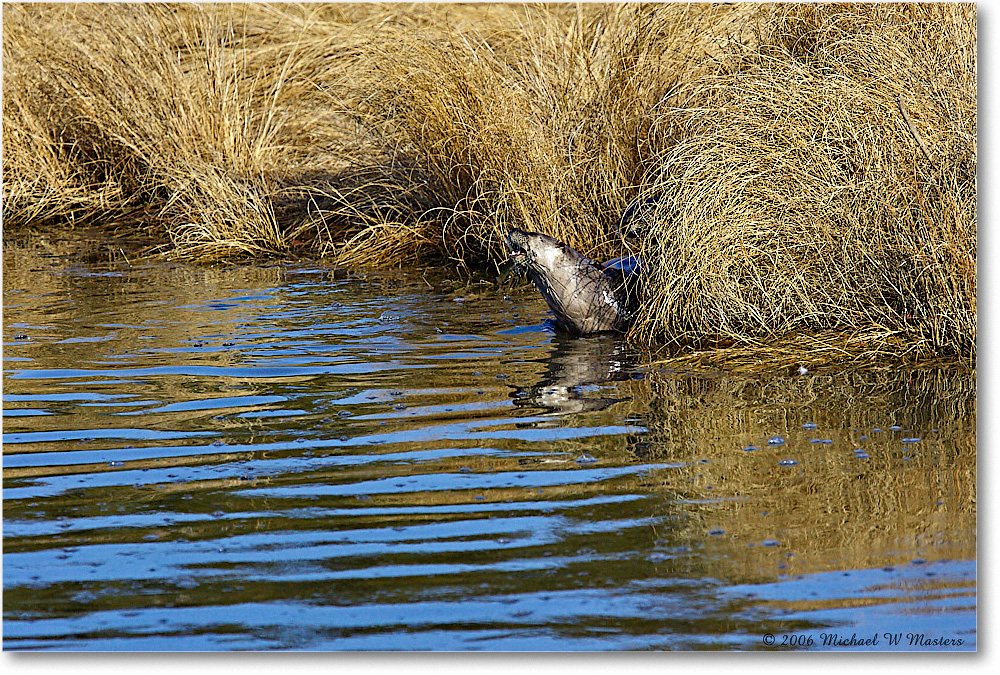 2006Mar_RiverOtter_ChincoNWR_Y2F7759