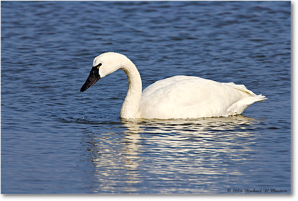 2006Mar_TundraSwan_ChincoNWR-sc_E0K7832