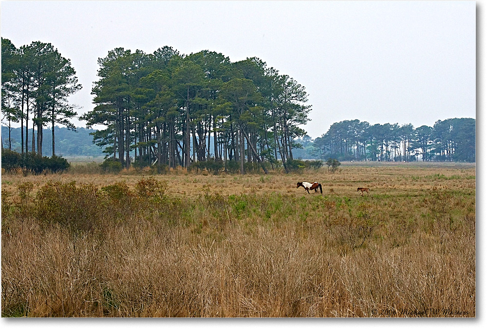 2006May_BlackDuckMarsh_ChincoNWR_E0K8221