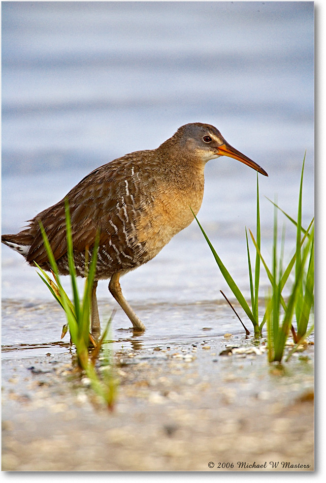 2006May_ClapperRail_ChincoNWR_E0K8490