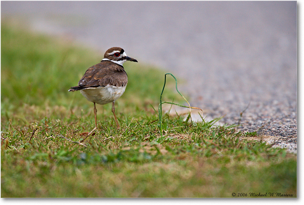 2006May_Killdeer_ChincoNWR_E0K9057