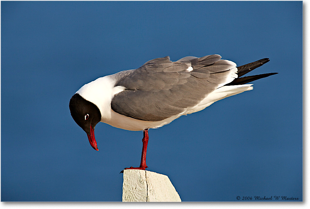 2006May_LaughingGull_Assateague_E0K9447