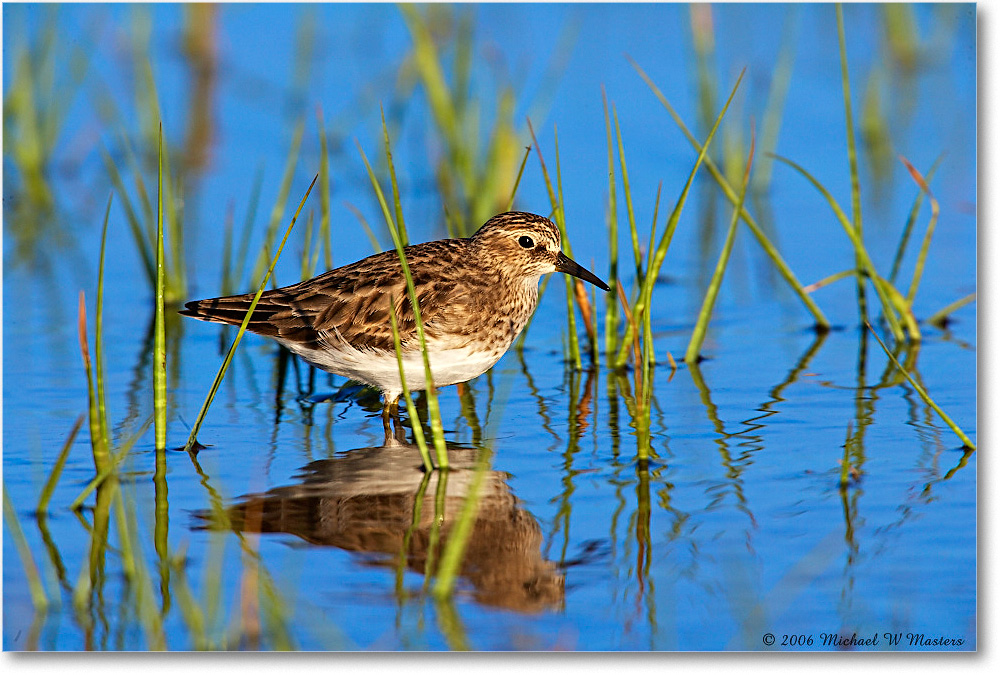 2006May_LeastSandpiper_Assateague_E0K8632