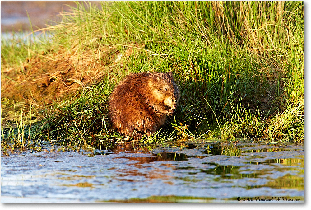 2006May_Muskrat_ChincoNWR_E0K8438