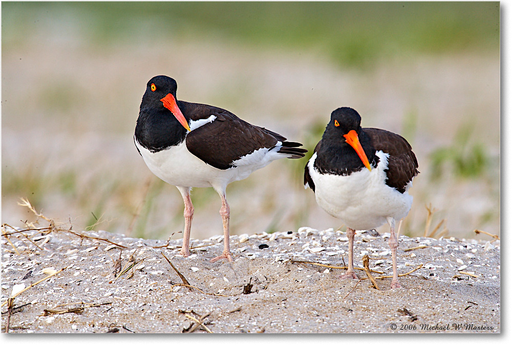 2006May_Oystercatchers_Assateague_E0K9823