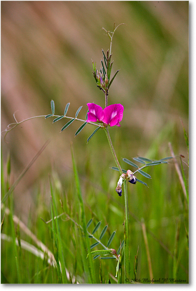 2006May_PinkFlower_ChincoNWR_E0K8142