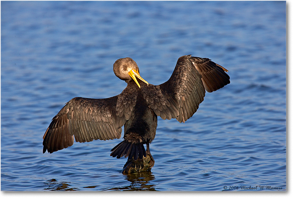 2006Nov_Cormorant_ChincoNWR-sc_E0K8650