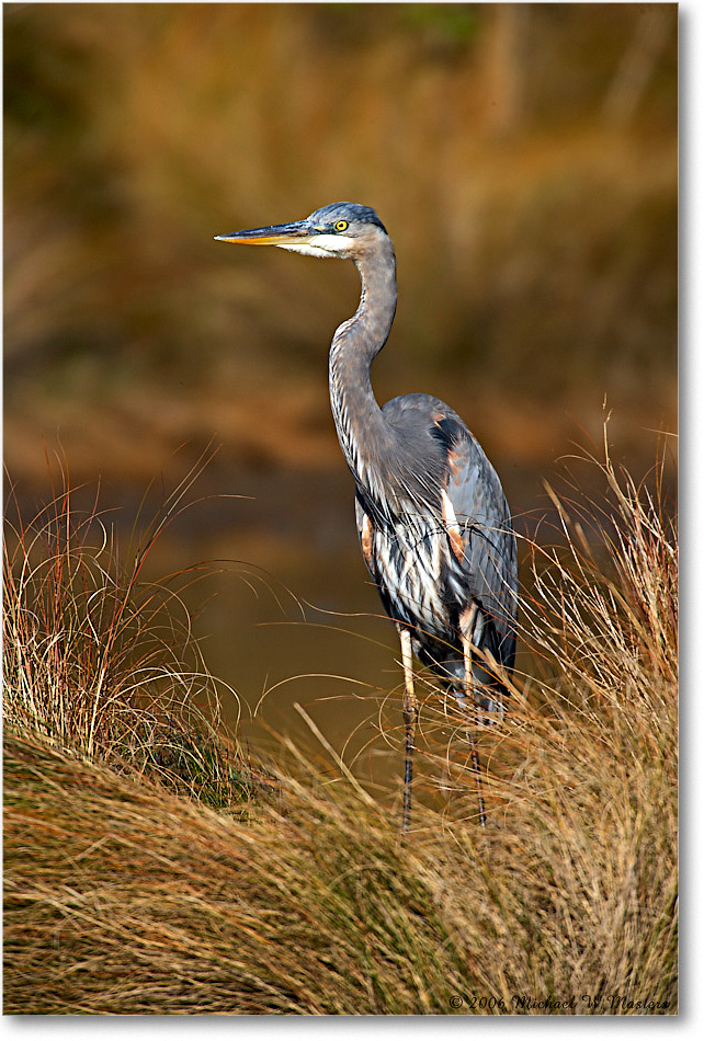 2006Nov_GreatBlueHeron_Chinco_NWR_E0K8646