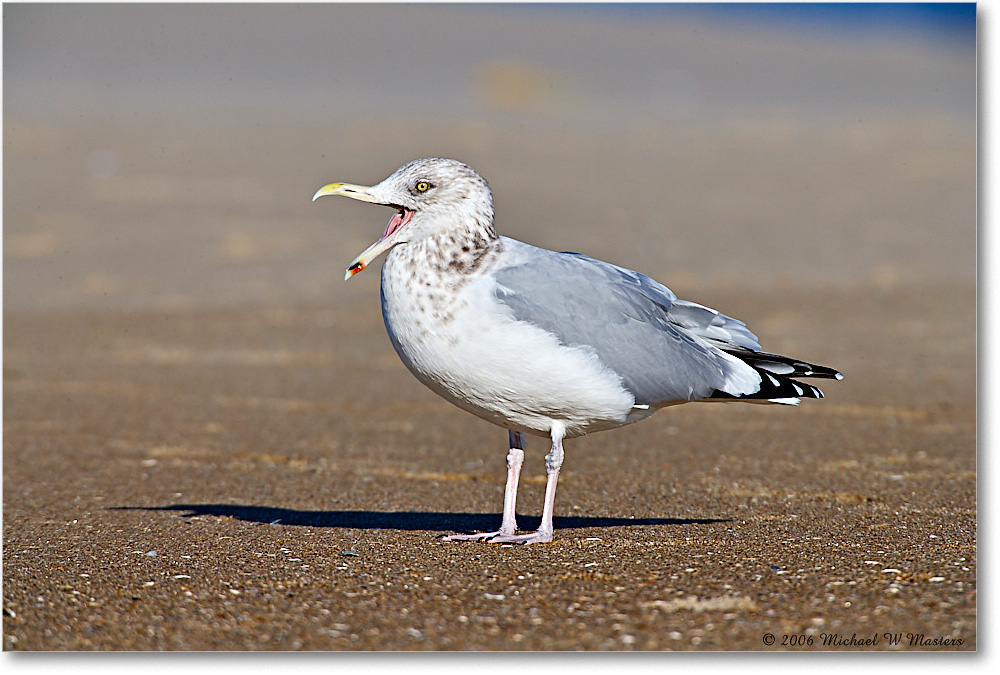 2006Nov_HerringGull_Assateague_E0K8314