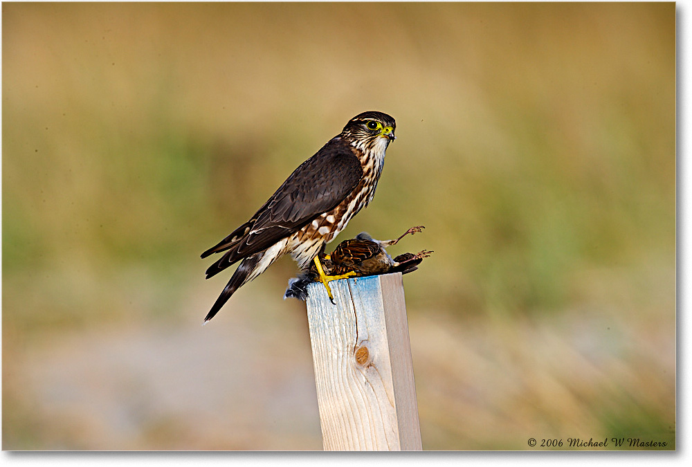 2006Nov_Merlin&Catch_Chinco_NWR_E0K8550