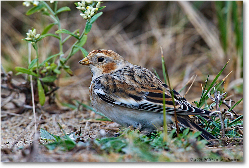 2006Nov_SnowBunting_ChincoNWR-sc_E0K0093