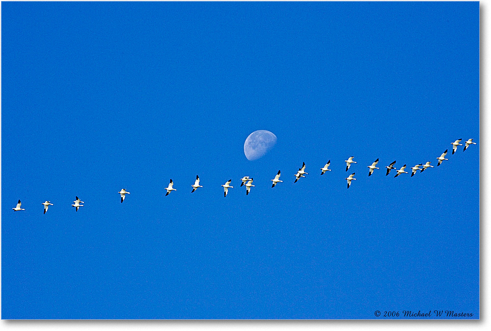 2006Nov_SnowGeese&Moon_ChincoNWR_Y2F0998