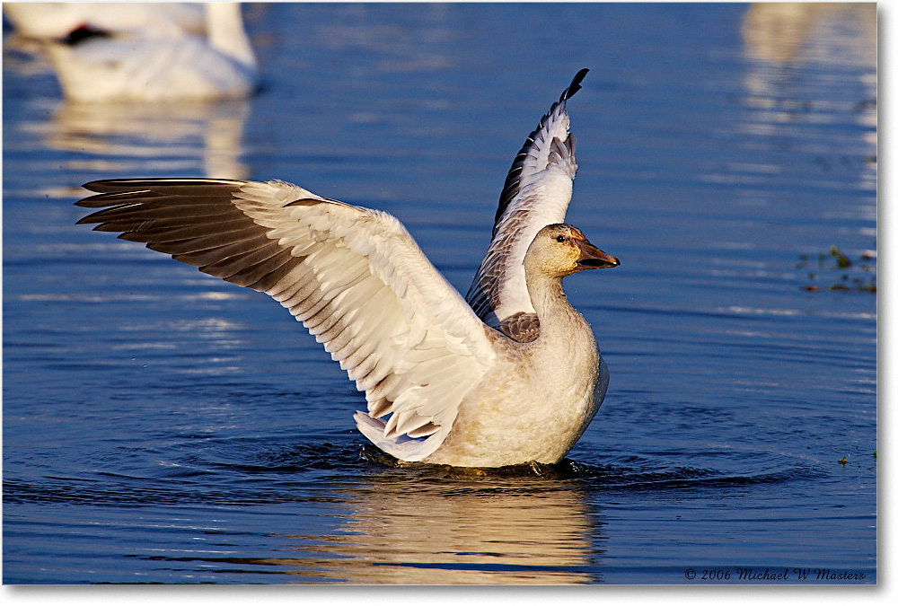 2006Nov_SnowGoose_ChincoNWR-wll_E0K9873