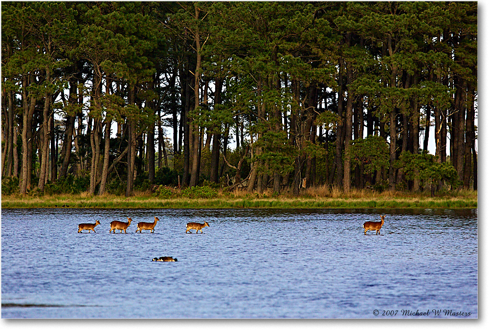 2007May_Deer_ChincoNWR-bdp_Y2F1769