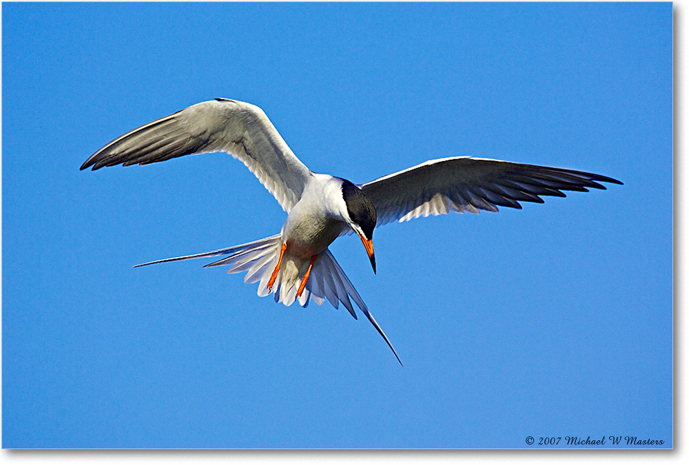 2007May_Forster'sTern_ChincoNWR_Y2F1307