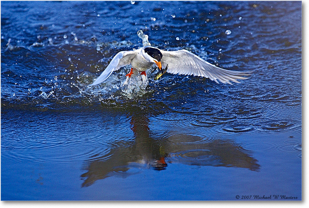 2007May_Forster'sTern_ChincoNWR_Y2F1590