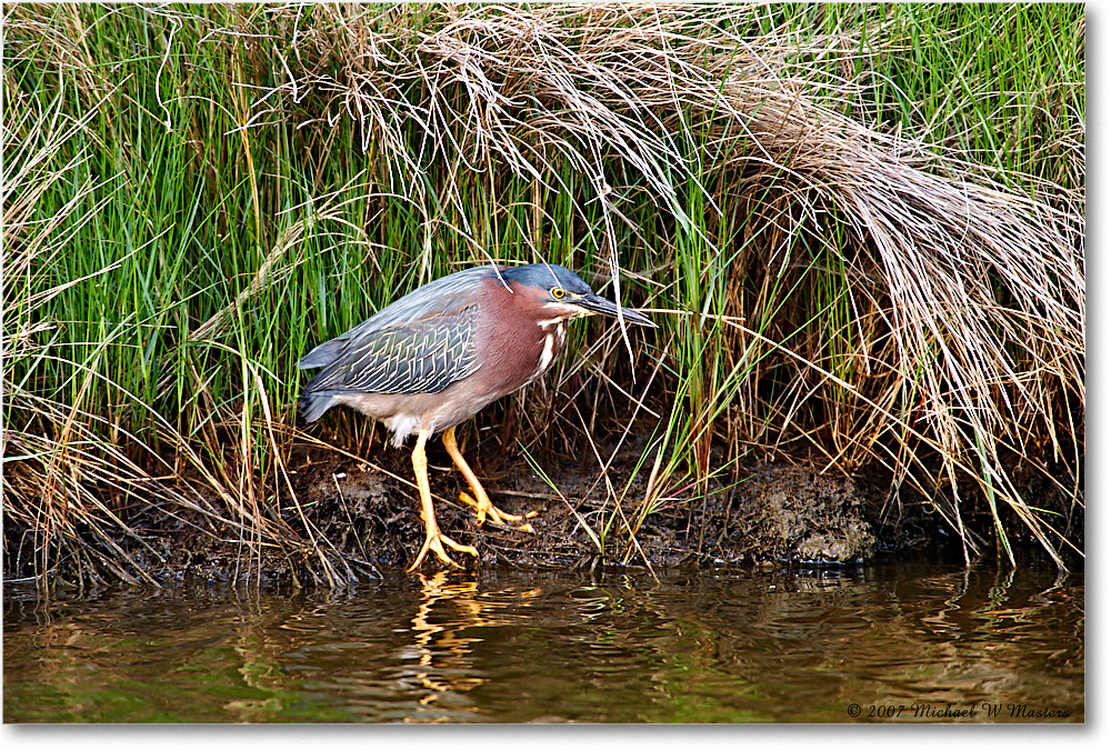 2007May_GreenHeron_ChincoNWR_E0K0373