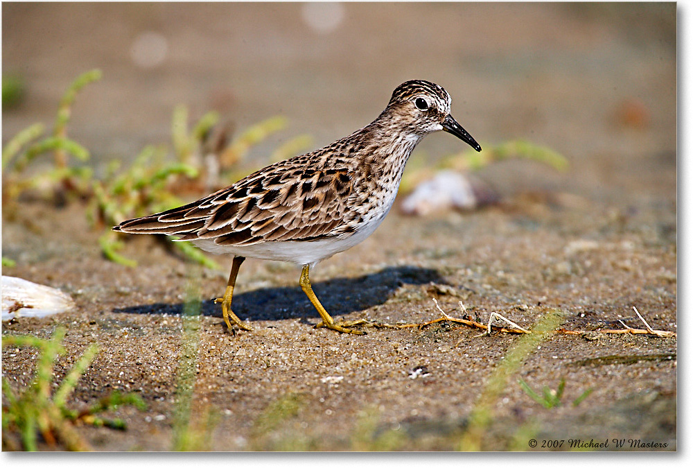 2007May_LeastSandpiper_Assateague_E0K0704