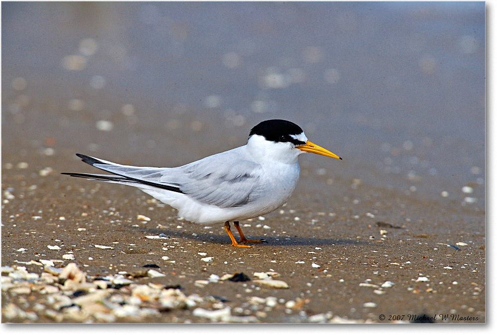 2007May_LeastTern_LittleTomsCove_E0K0773