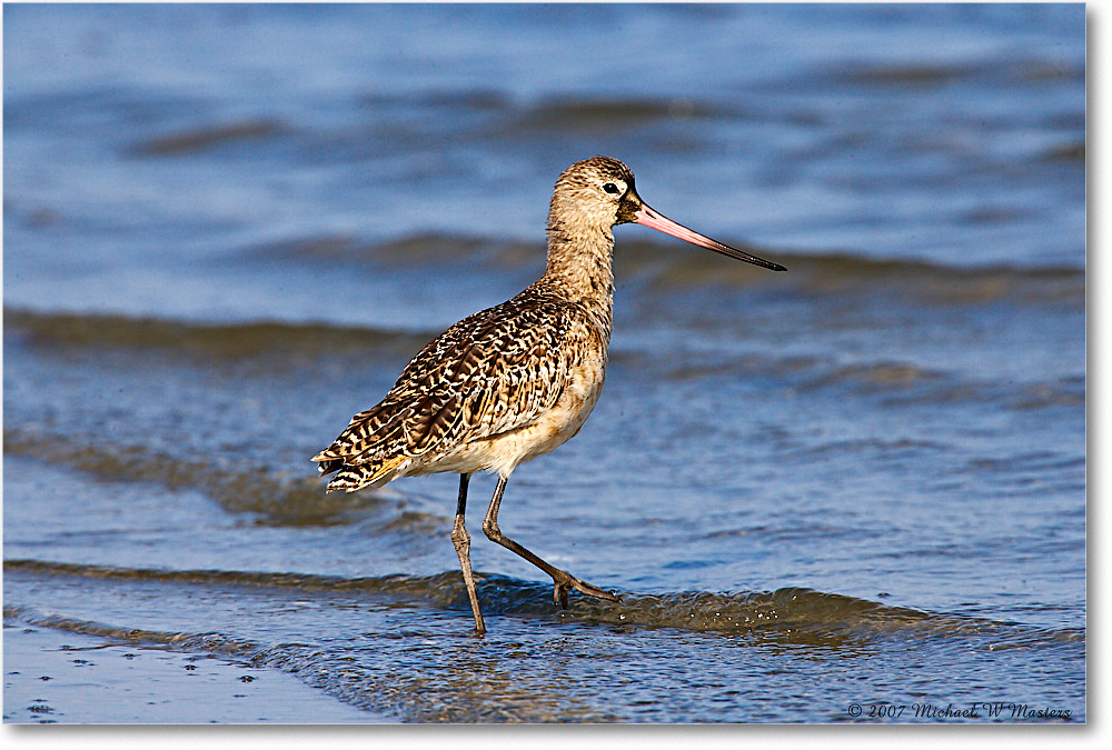 2007May_MarbledGodwit_LittleTomsCove_E0K1035