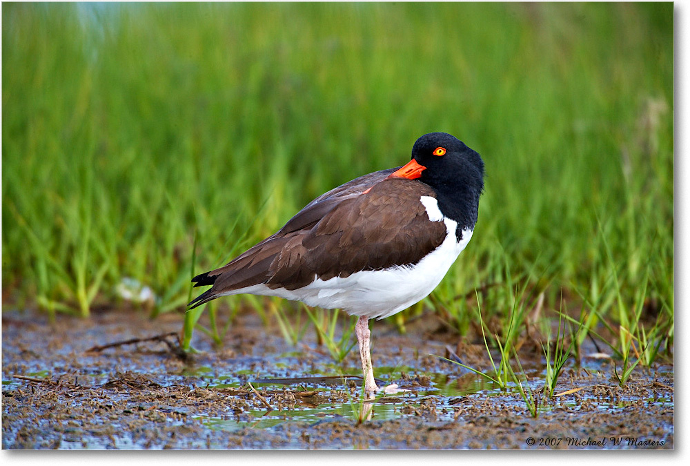 2007May_Oystercatcher_Assateague_E0K0680